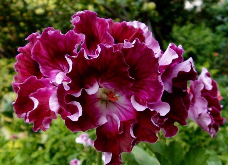 Pélargonium (géranium) - photo