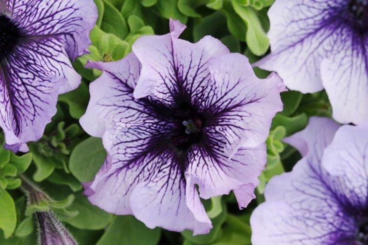 Cristal de prune de pétunia - Espèces de pétunia