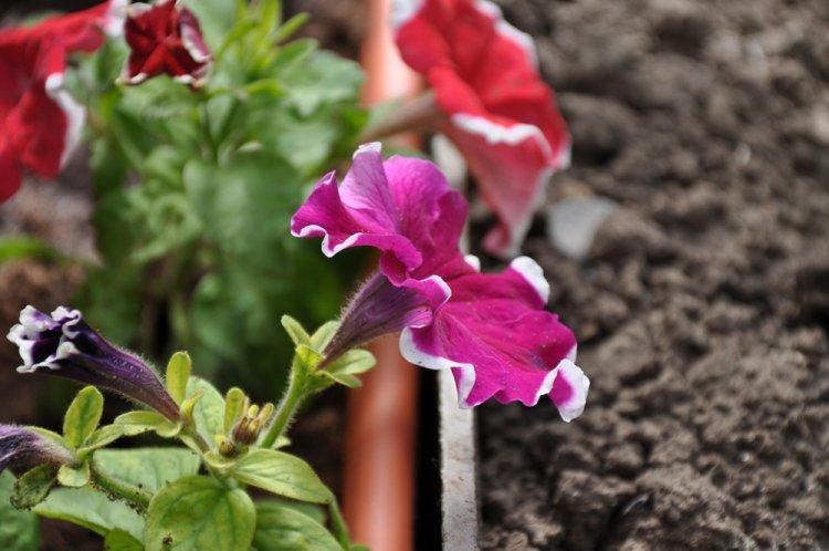 Température - Pétunia Care