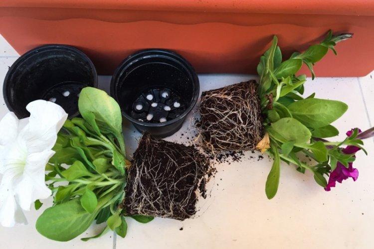 Hivernage - Pétunia Care