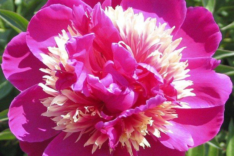 Pivoines couronnées - Types de pivoines