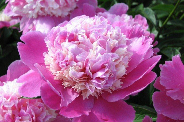 Pivoines anémones - Types de pivoines