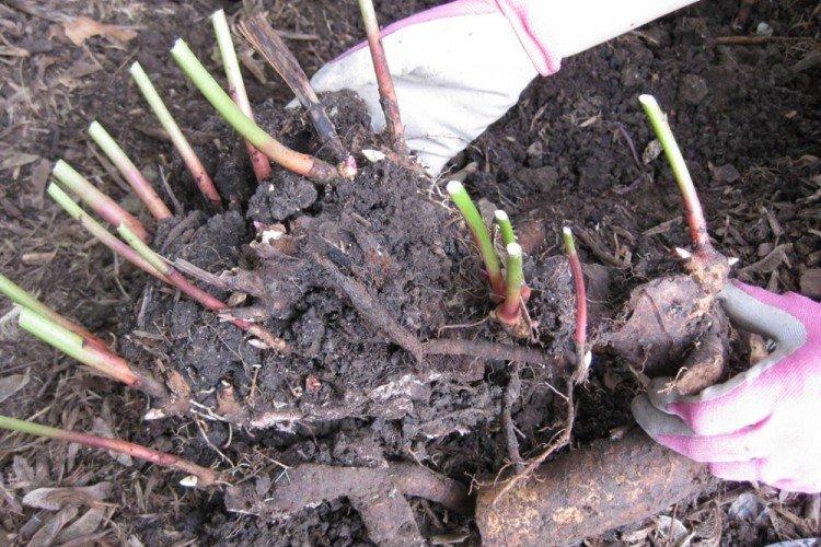 Transplantation et reproduction - Soins de pivoine