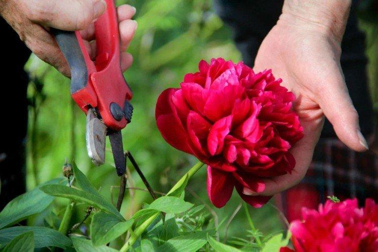 Se préparer pour l'hiver - Peony Care