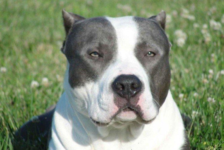 Attitude envers le propriétaire - La nature du pit-bull