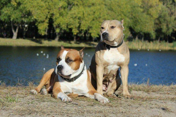 Marche - Pit Bull Care