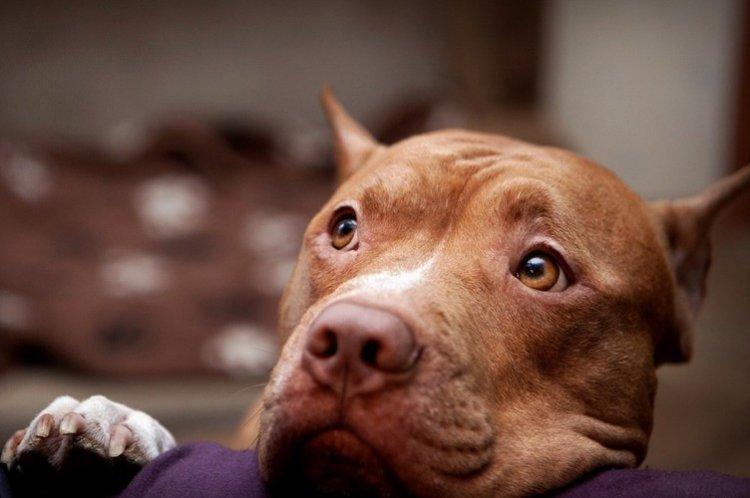 Pitbull (Pit Bull Terrier américain) - photo