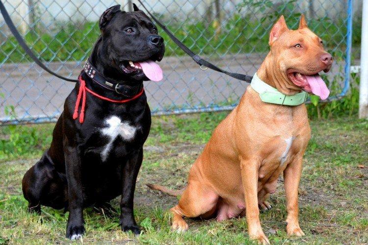 Pitbull (Pit Bull Terrier américain) - photo