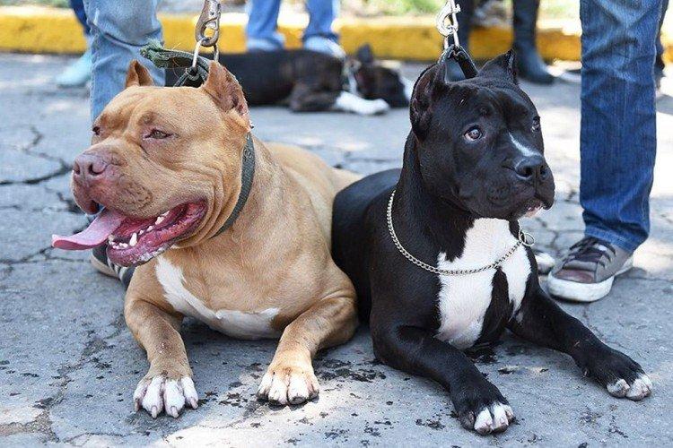 Pitbull (Pit Bull Terrier américain) - photo