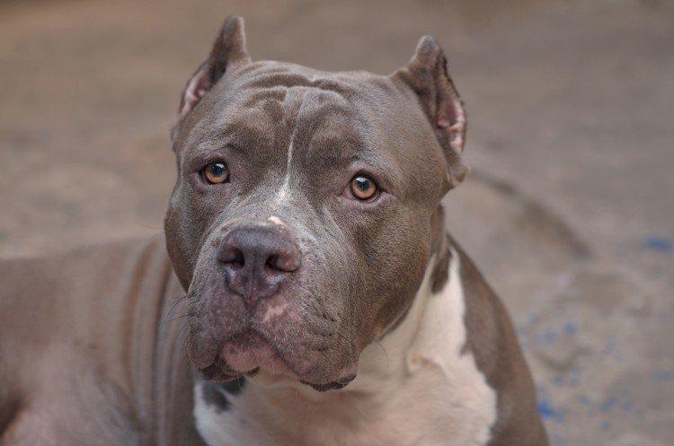 Pitbull (Pit Bull Terrier américain) - photo