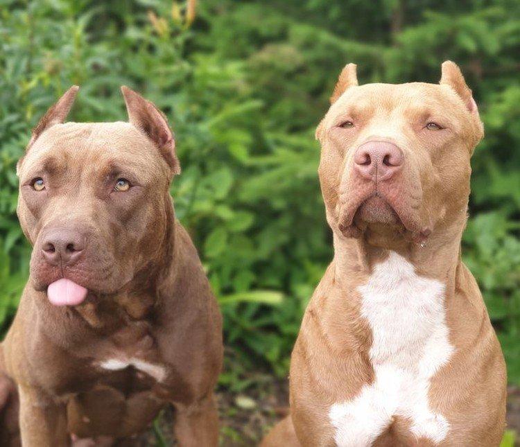 Pitbull (Pit Bull Terrier américain) - photo