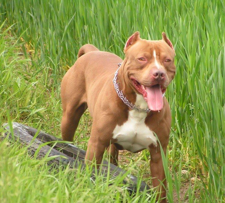 Pitbull (Pit Bull Terrier américain) - photo