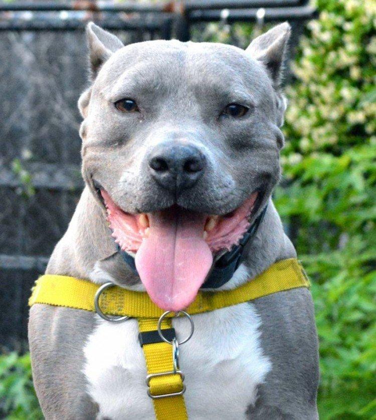 Pitbull (Pit Bull Terrier américain) - photo