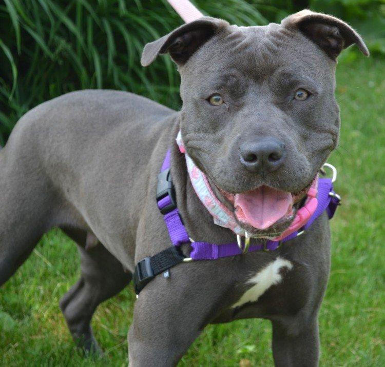 Pitbull (Pit Bull Terrier américain) - photo