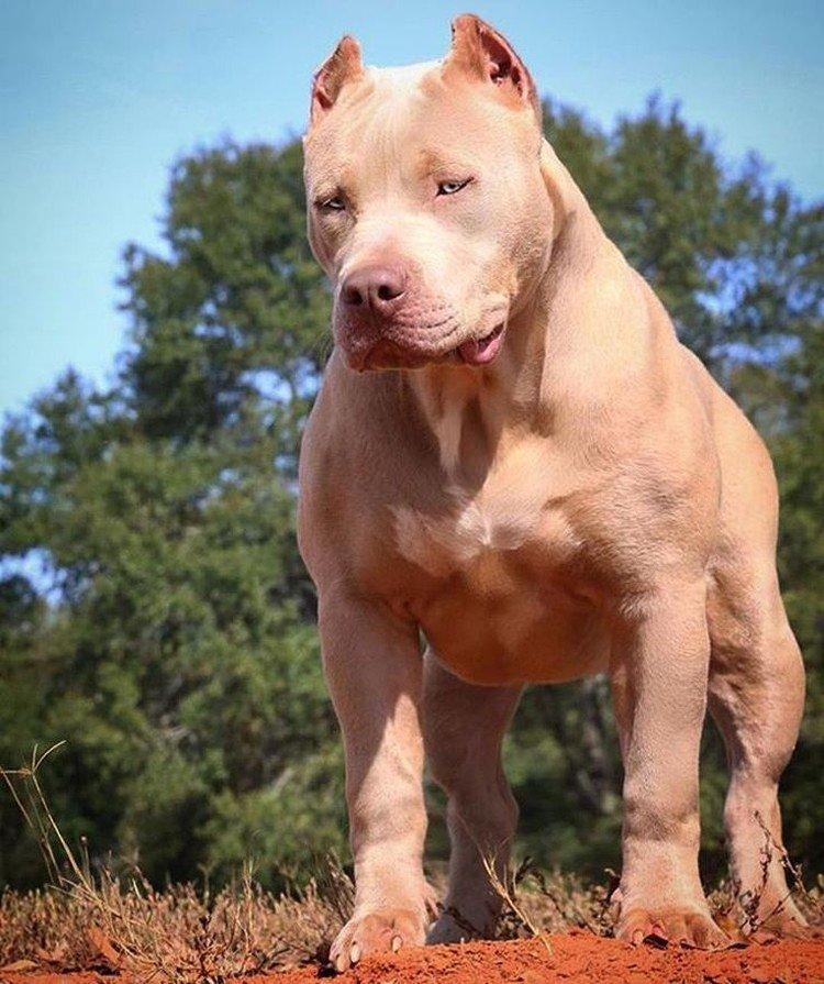 Pitbull (Pit Bull Terrier américain) - photo