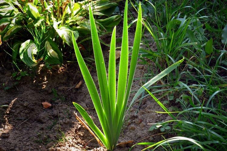 Manque de chaleur - Pourquoi les iris ne fleurissent pas