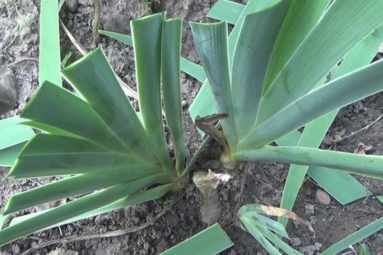 Gelées d'hiver - Pourquoi les iris ne fleurissent pas