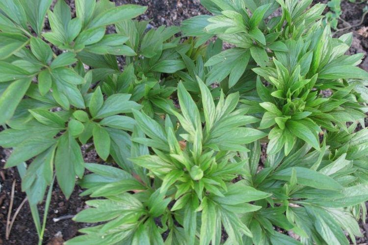 Profondeur de plantation - Pourquoi les pivoines ne fleurissent pas