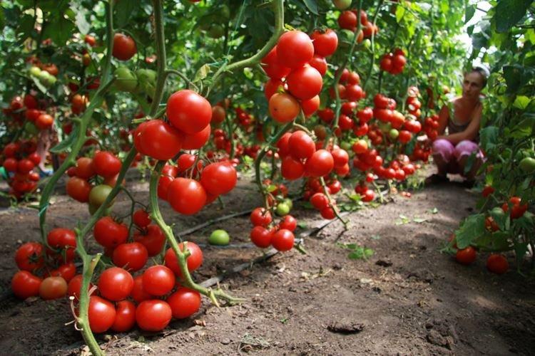Épaississement des lits - Pourquoi les feuilles de tomates s'enroulent-elles