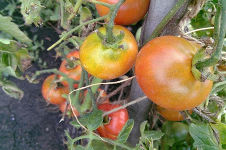 Maladies - Pourquoi les feuilles de tomate s'enroulent-elles