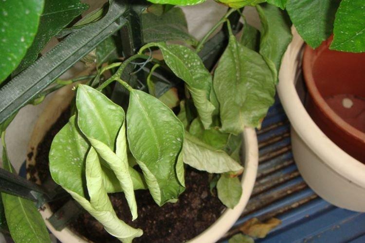 Manque de lumière - Pourquoi les feuilles de poivre s'enroulent-elles