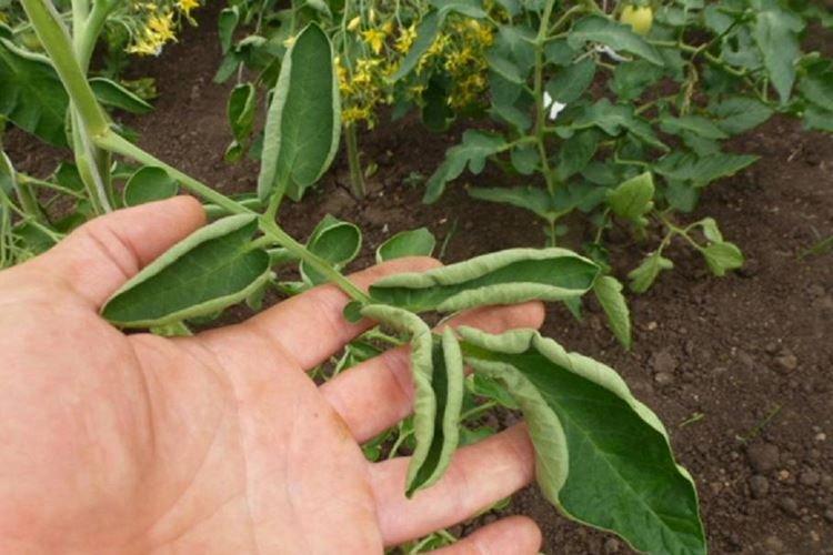 Courant d'eau et froid - Pourquoi les feuilles de poivre s'enroulent-elles