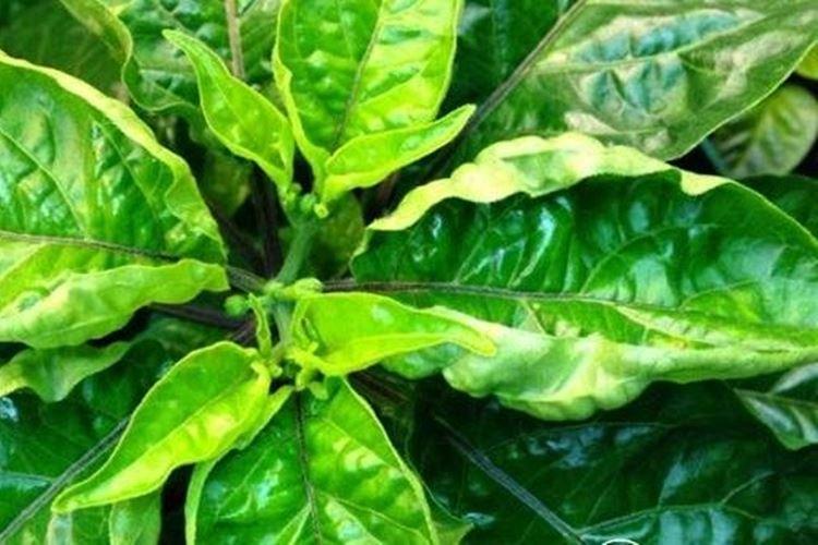 Excès d'engrais - Pourquoi les feuilles de poivre s'enroulent-elles