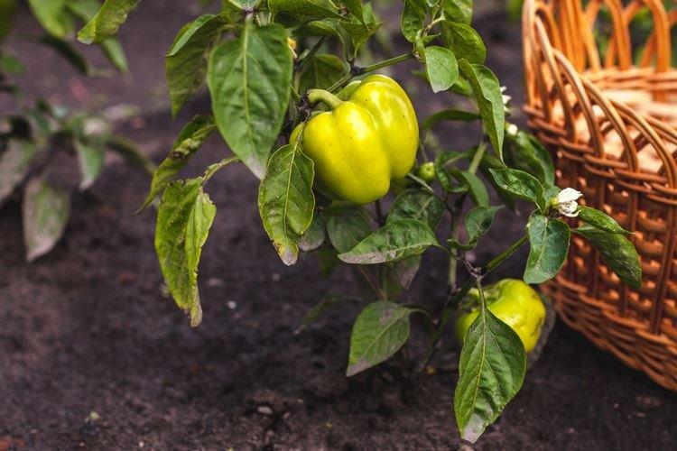 Top Rot - Pourquoi les feuilles de poivre se recourbent-elles