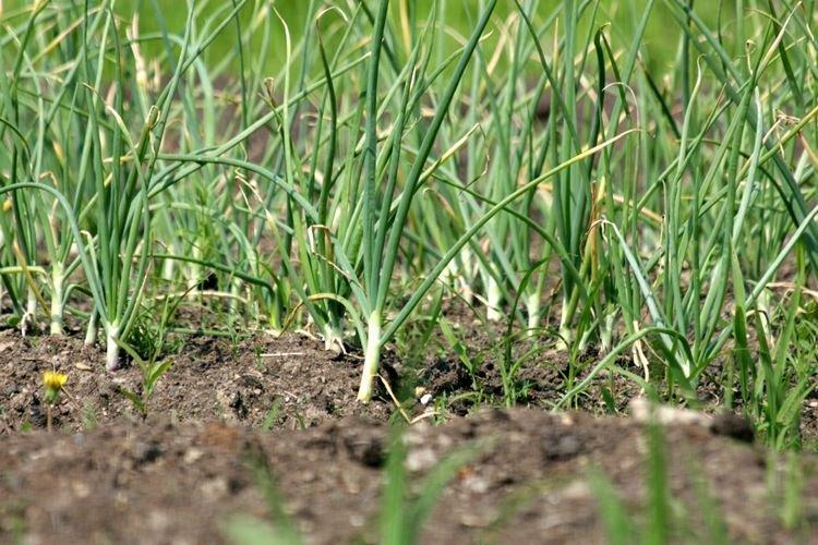 Les feuilles d'ail jaunissent aux pointes - Que faire