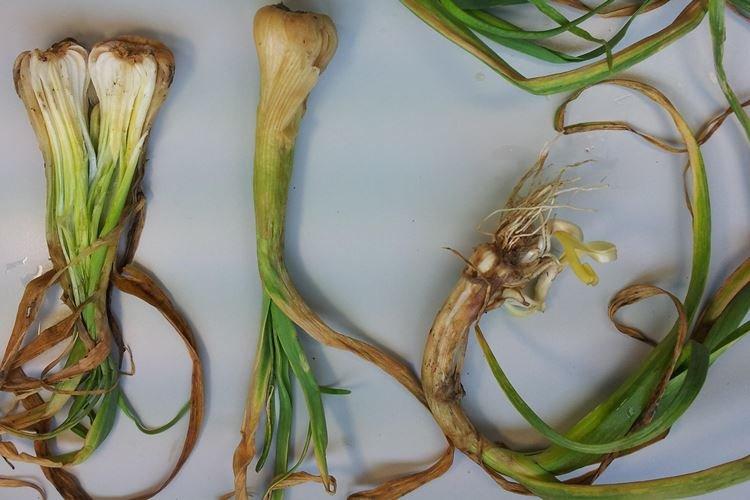 Les feuilles d'ail jaunissent à cause des maladies et des ravageurs - Que faire