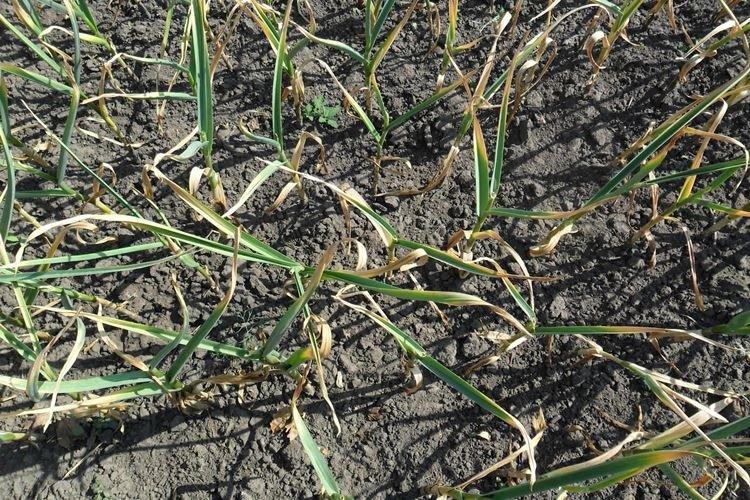 Les feuilles d'ail jaunissent à cause des maladies et des ravageurs - Que faire