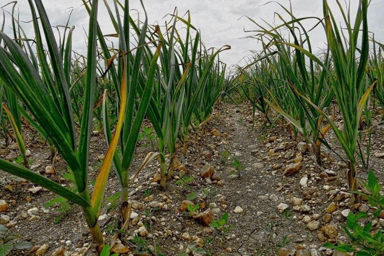 Les feuilles d'ail jaunissent - Que faire