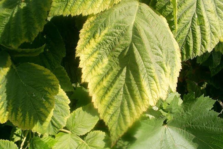 Les feuilles jaunissent du bord - Pourquoi les feuilles de framboisier jaunissent et sèchent