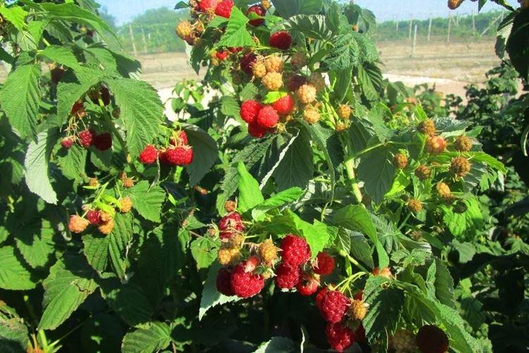 Pourquoi les semis de framboises jaunissent