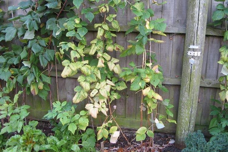 Les feuilles jaunissent et sèchent de bas en haut - Pourquoi les feuilles de framboisier jaunissent et sèchent