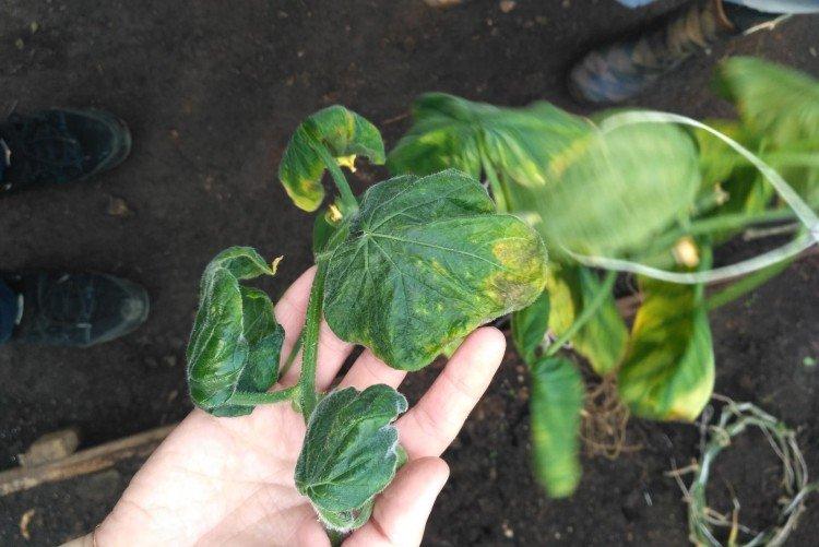 Les feuilles s'enroulent et se déforment - Pourquoi les feuilles de concombre jaunissent et sèchent