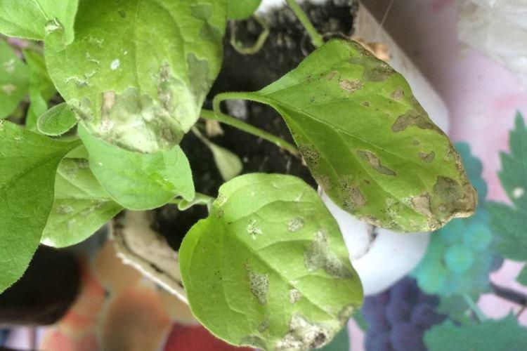 Les feuilles supérieures des aubergines jaunissent