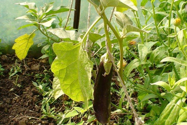 Les feuilles d'aubergine jaunissent et se fanent