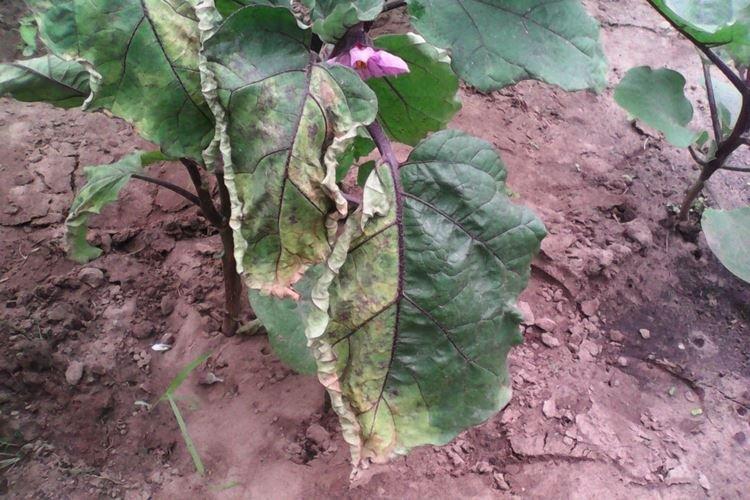 Les feuilles d'aubergine jaunissent et se déforment