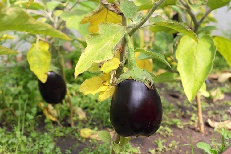 Les feuilles d'aubergine jaunissent après la plantation