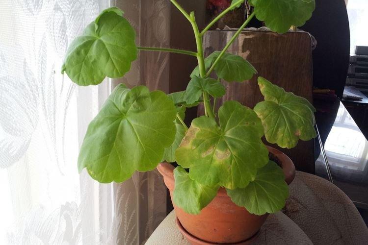 Mauvais drainage - Pourquoi les feuilles de géranium jaunissent-elles que faire