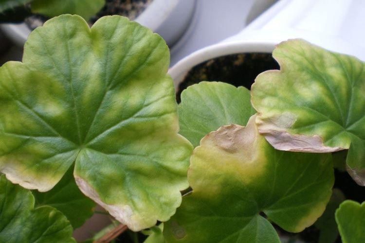 Manque d'espace - Pourquoi les feuilles de géranium jaunissent que faire