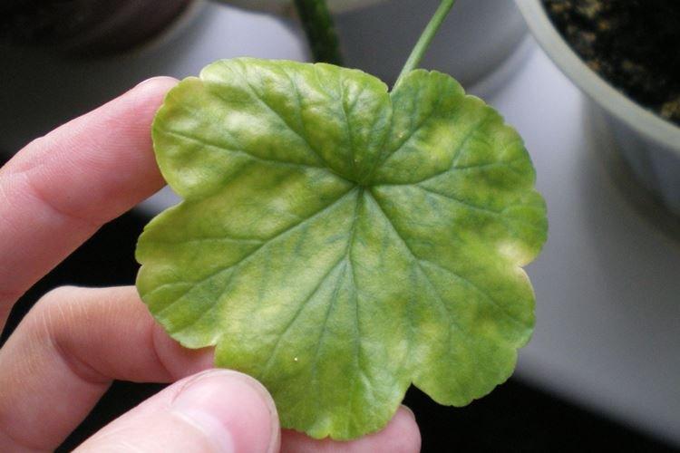 Mauvais hivernage - Pourquoi les feuilles de géranium jaunissent-elles que faire