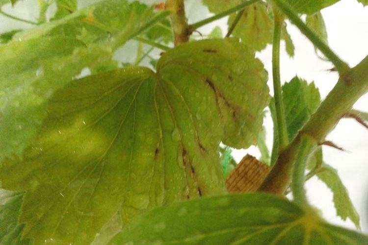 Ravageurs et parasites - Pourquoi les feuilles de géranium jaunissent-elles que faire