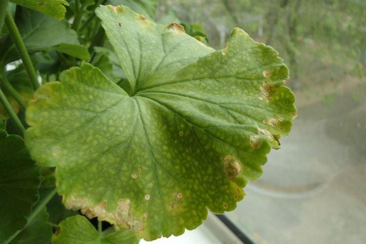 Pourquoi les feuilles de géranium jaunissent-elles sur les bords