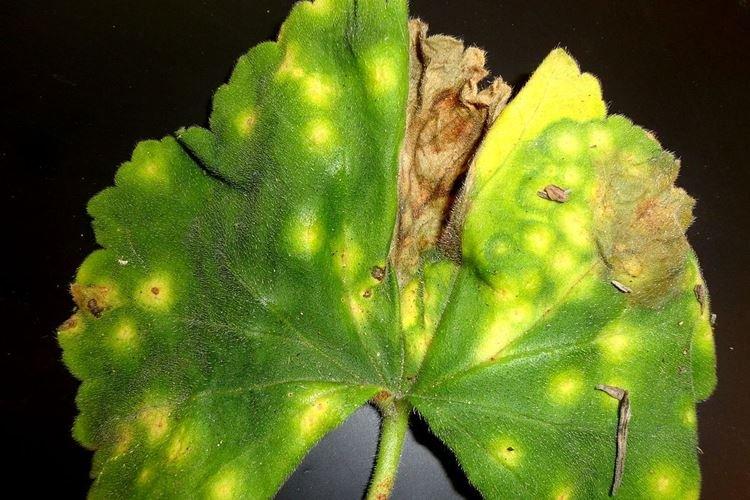 Pourquoi les feuilles de géranium jaunissent que faire