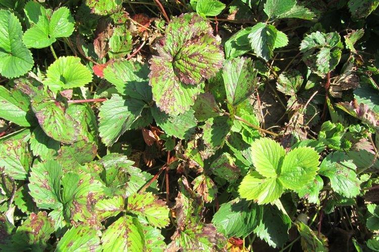 Les principales raisons - Pourquoi les feuilles de fraisier jaunissent et sèchent