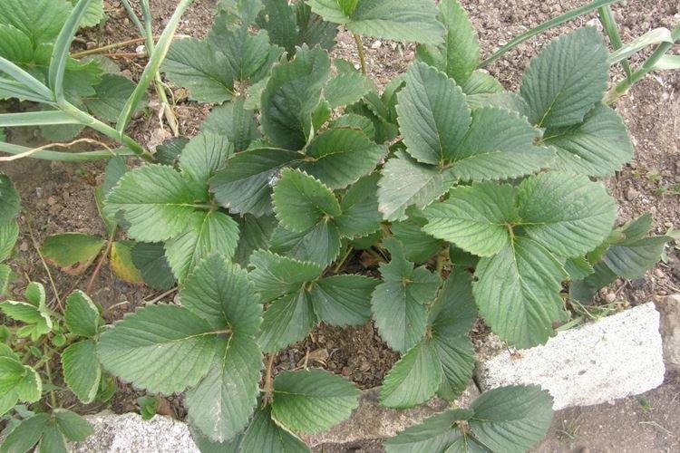 Les feuilles de fraisier jaunissent après la plantation