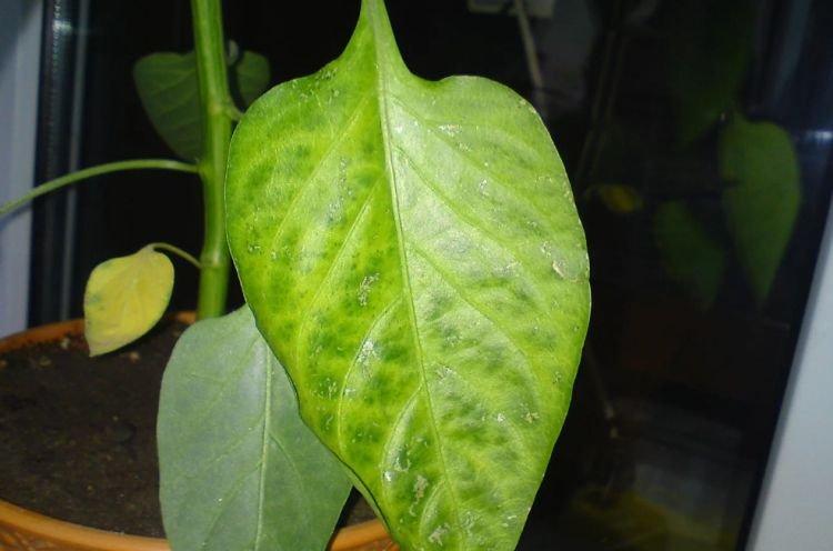 Les feuilles inférieures du poivron jaunissent