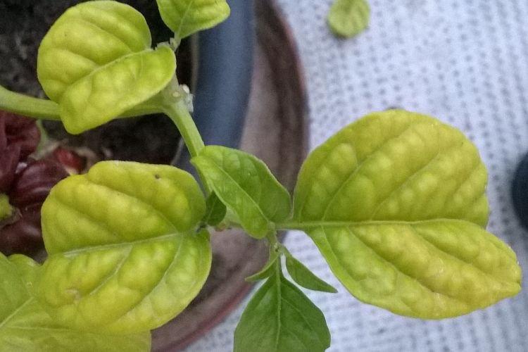 Les feuilles supérieures du poivron jaunissent